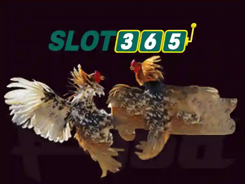Ưu Đãi Slot365